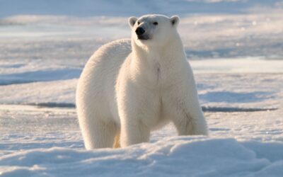 Welt-Eisbär-Tag 27. Februar: WWF warnt vor dem Aussterben der Eisbären