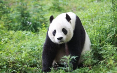 WWF: Heiße Öfen für die Großen Pandas