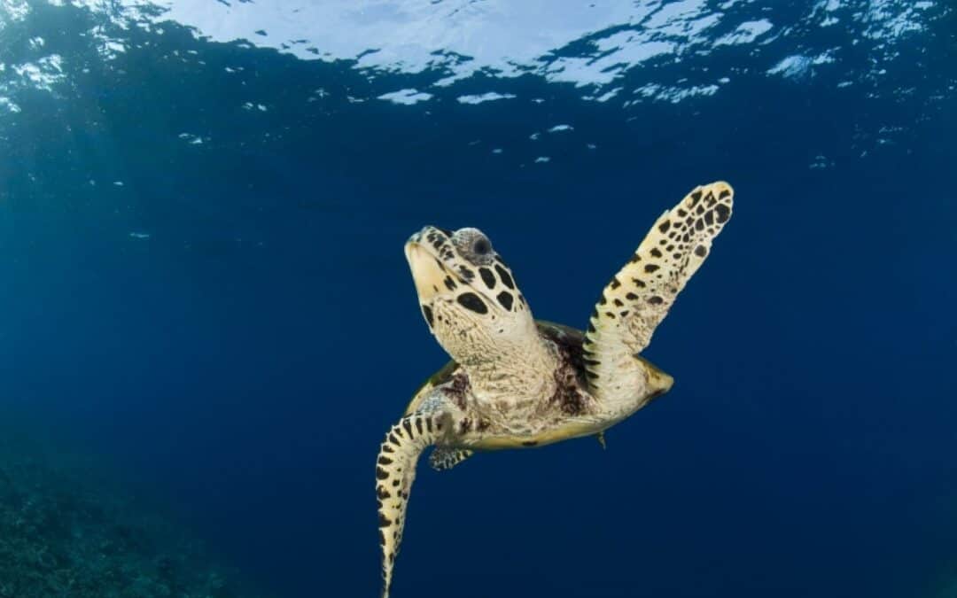 250.000 Meeresschildkröten sterben jährlich grausamen Tod