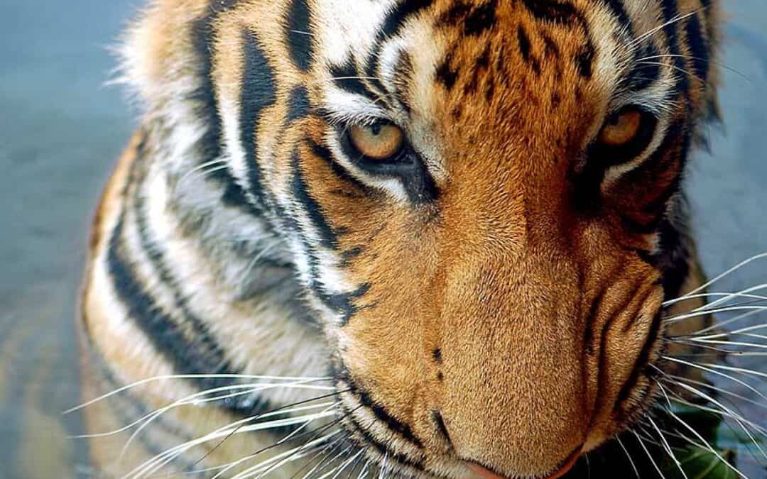 WWF-Report: Heimtückische Schlingfallen bedrohen letzte Tiger