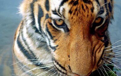 WWF-Report: Heimtückische Schlingfallen bedrohen letzte Tiger