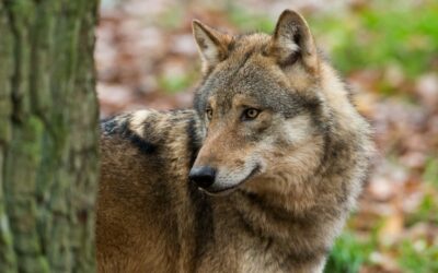 WWF macht Faktencheck zu Wolfs-Mythen