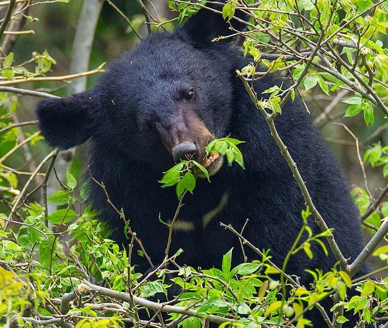 Der Kragenbär – Bär auf dem Baum