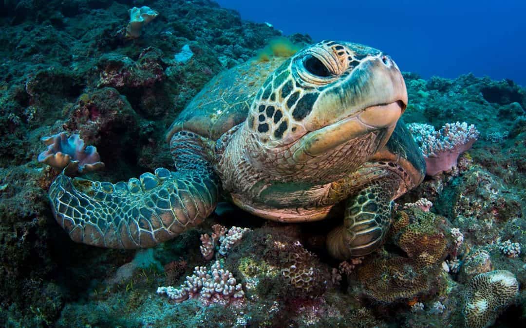 Meeresschildkröten – Wandernder Gärtner im Wasser