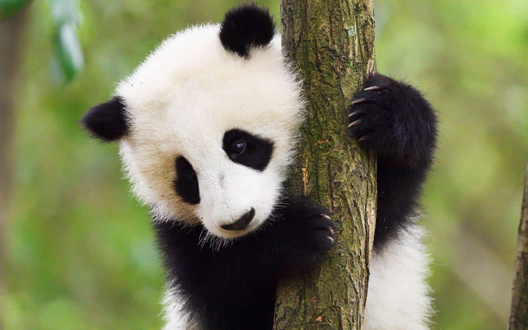 Der Große Panda – Ikone des Naturschutzes