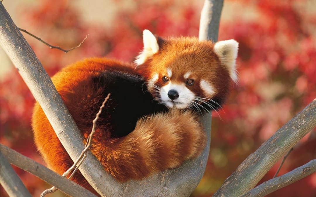 Der Rote Panda – der einzige seiner Art