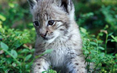 Österreich soll wieder zum Land für Wildtiere werden