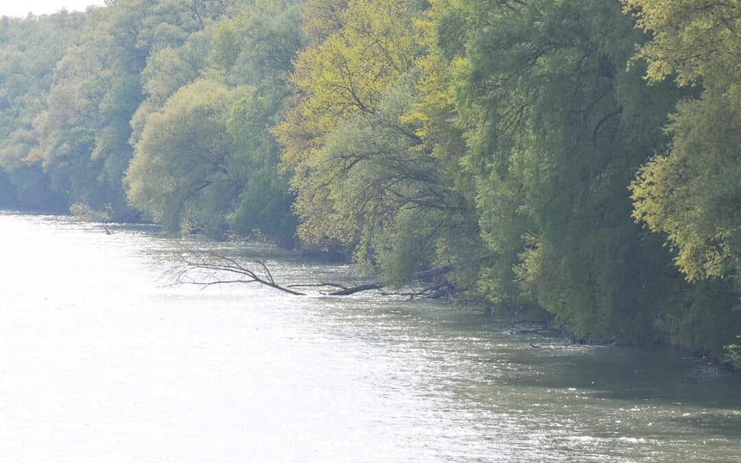 INNBewegung: Die neue WWF-Kurzfilmreihe startet Ende Juni