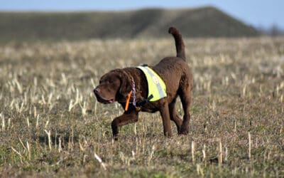 Ermittlungserfolg beim Seeadlerschutz: Hunde im Einsatz gegen Gifttäter