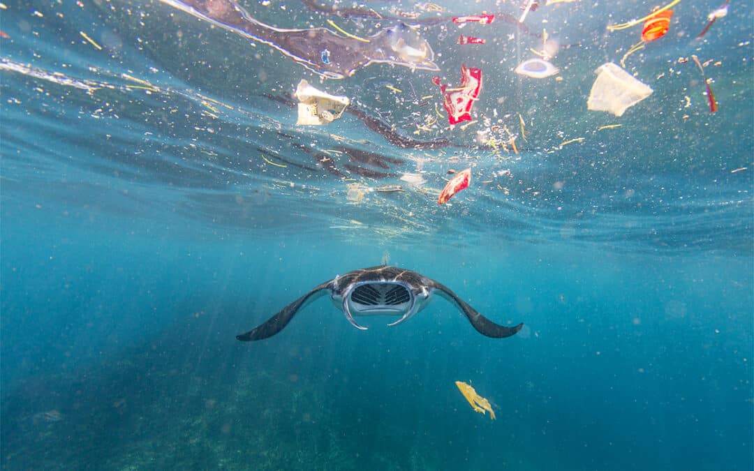 Plastik als Gefahr für die Meere