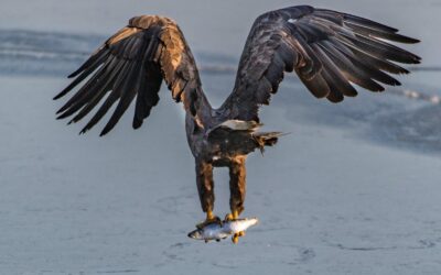 Aufwind für unseren Wappenvogel: Bundesheer und WWF freuen sich über Bruterfolg beim Seeadler