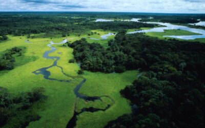 WWF: 60 Millionen Hektar Amazonasregenwald unter Schutz