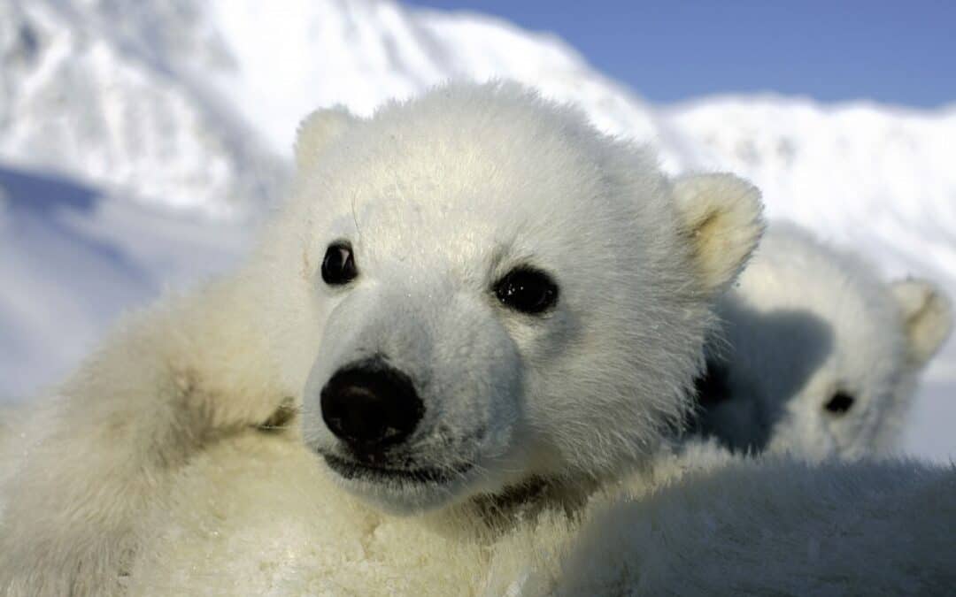 Kleinere Eisbären, weniger Eisbär-Babys