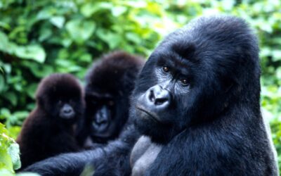 Brudermord im Tropenwald: Affen in Gefahr