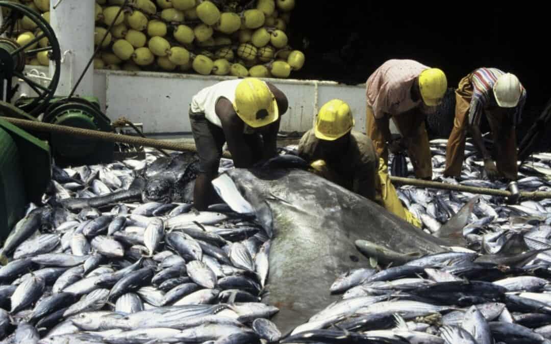 Dosenthunfisch erstmals auf dem Weg zum Öko-Label