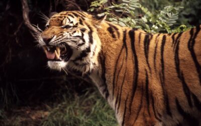 WWF: Zahl der wild lebenden Tiger ist gestiegen