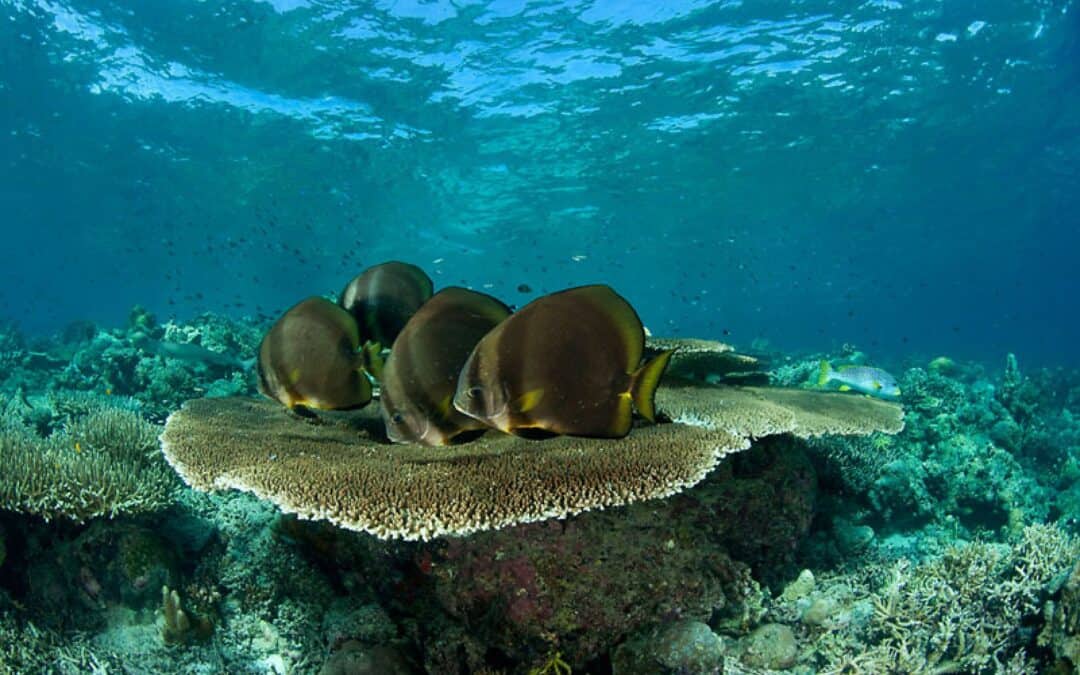 WWF: Australien kündigt weltgrößtes Netzwerk von Meeresschutzgebieten an