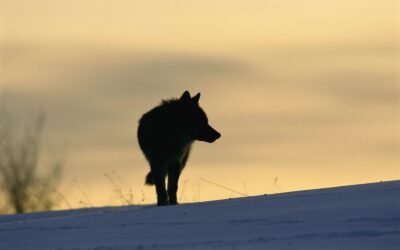 Wolfs-Tötung bestätigt: WWF verurteilt Wilderei und verbale Hetzjagd