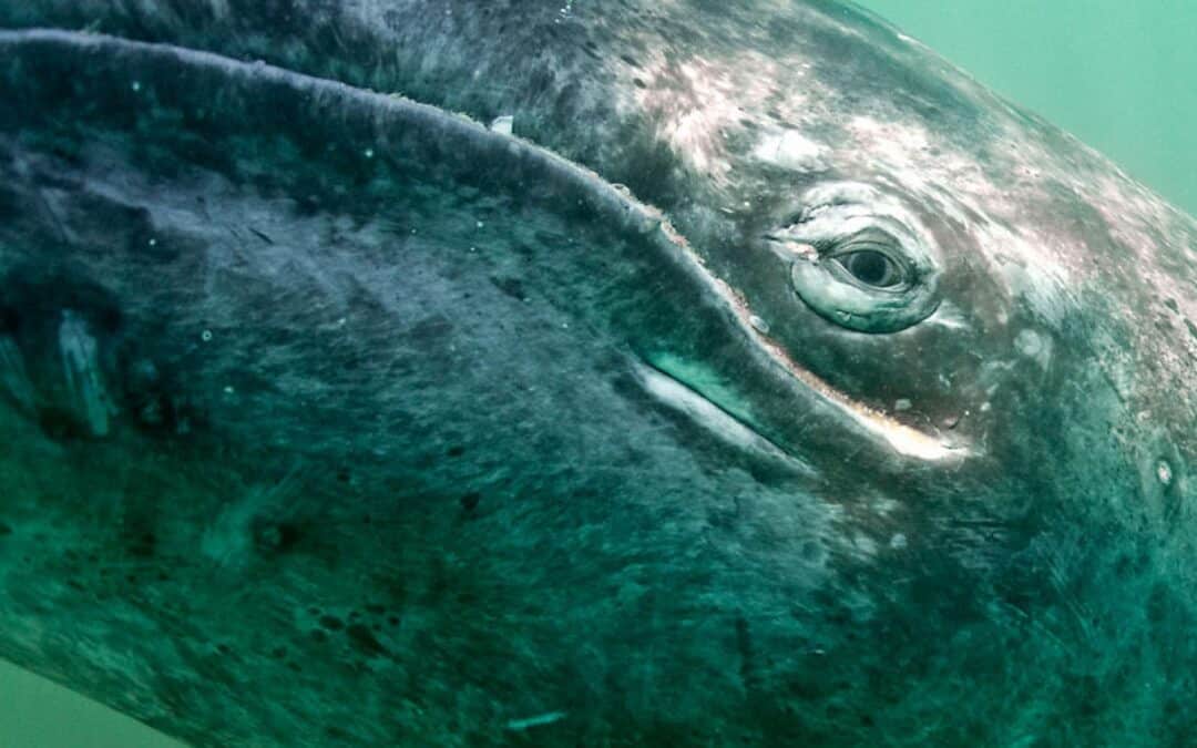WWF ruft Walfangkommission zur Offensive für Walschutz auf