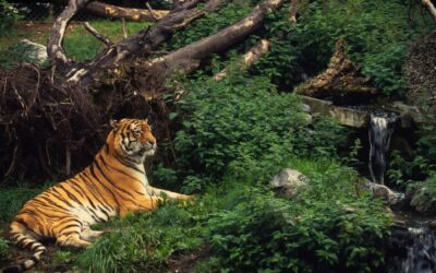 Internationaler Tag des Tigers: WWF ruft zur Schließung aller Tigerfarmen auf