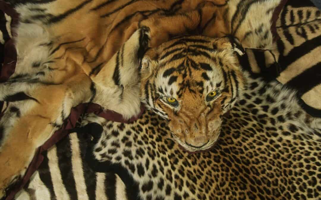 Wodurch die Tiger bedroht sind: Wilderei, Lebensraumverlust & Aberglaube