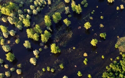WWF Österreich: Europas größtes Flussschutzgebiet in der Zielgeraden Fünf-Länder-Biosphärenpark wird um Slowenische Mur an der Grenze zur Steiermark erweitert