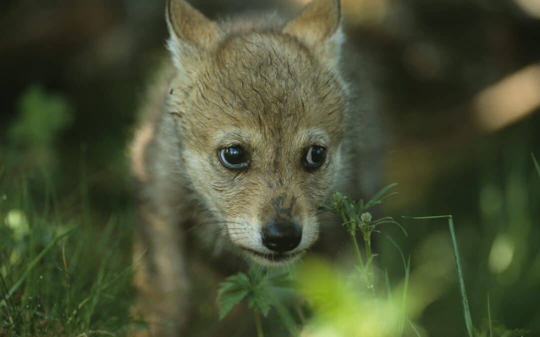 Biologie des Wolfes