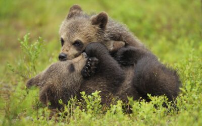 WWF präsentiert Video für richtiges Verhalten bei Begegnung mit Braunbären