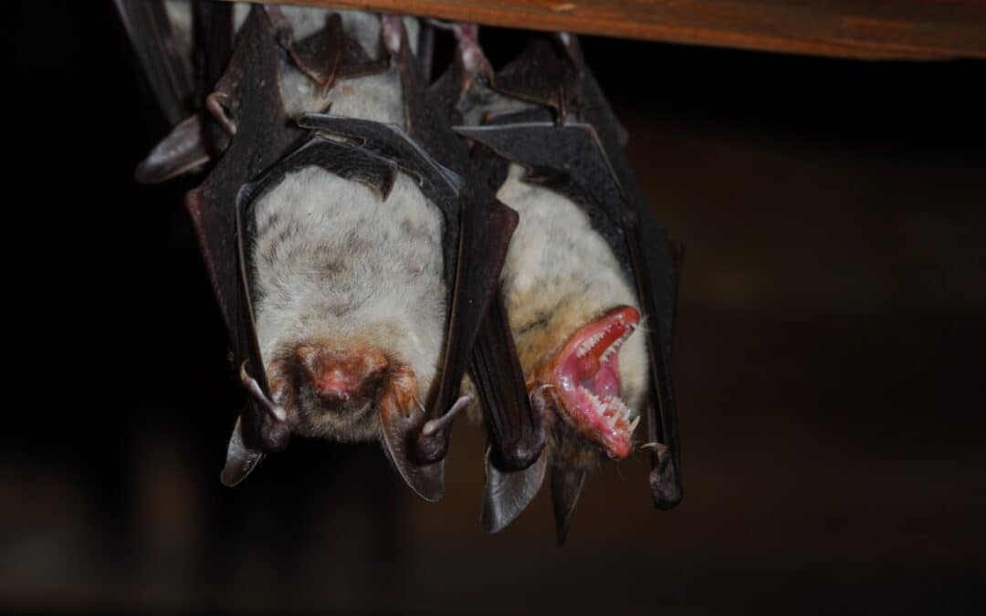 Vampire der Nacht? Fledermäuse verschlafen Halloween