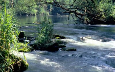 WWF begrüßt Sanierungsoffensive für Flüsse und fordert weitere Maßnahmen