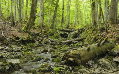 Besserer Schutz für die Urwälder Mitteleuropas!