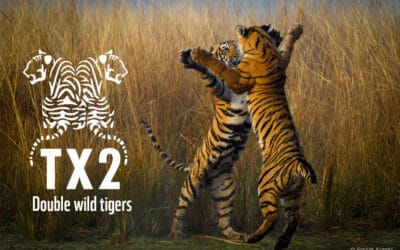 Konferenz in Delhi verabschiedet Resolution zur Rettung der Tiger