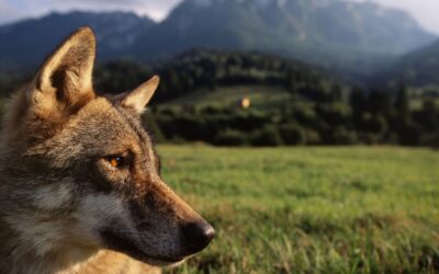 WWF: Umweltministerin bekräftigt hohen Wolfs-Schutz und setzt auf Herdenschutz