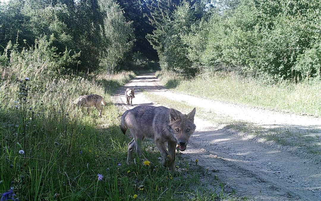 Isegrim ist zurück: Wolfsfamilie mit Jungtieren in Österreich gesichtet