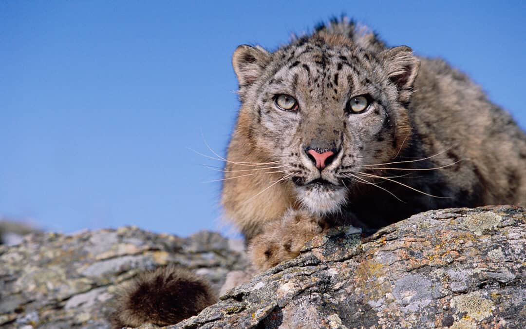 Kleine UmweltschützerInnen als große HeldInnen: Kinder helfen WWF, Schneeleoparden zu schützen