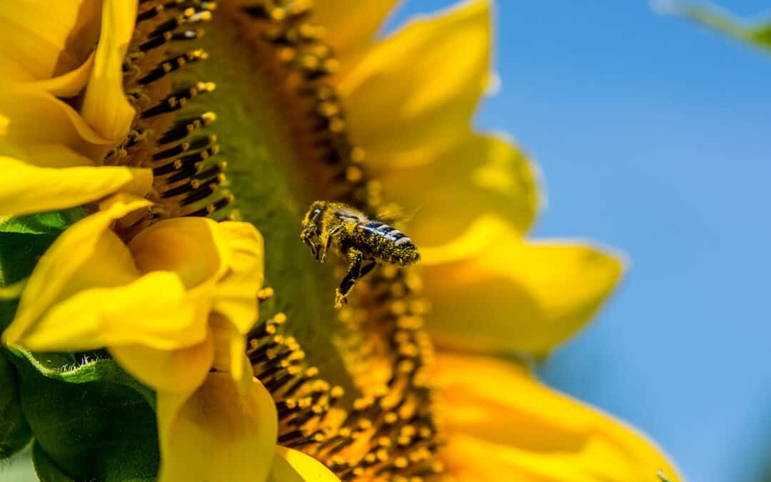 8 Biodiversitätstipps für 2022