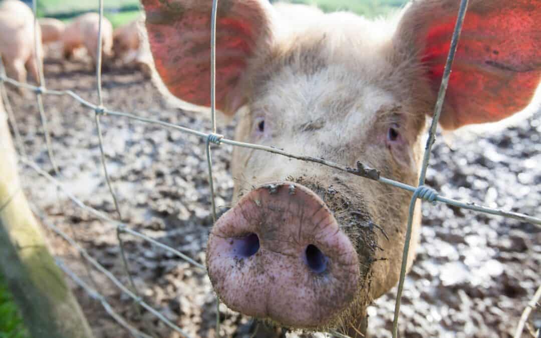 WWF zum Welternährungstag: Österreich ist das Land der Fleischberge