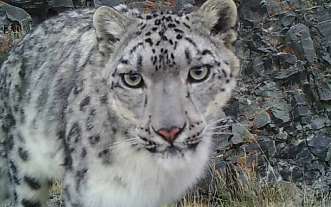 Atemberaubendes Video zum Tag des Schneeleoparden