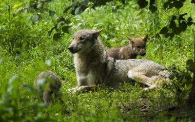 WWF kritisiert Wolf-Abschusspläne in Niederösterreich
