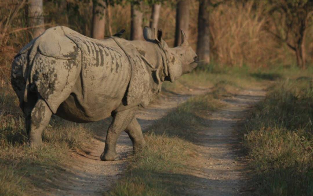 7 gute Nachrichten aus dem Tierreich