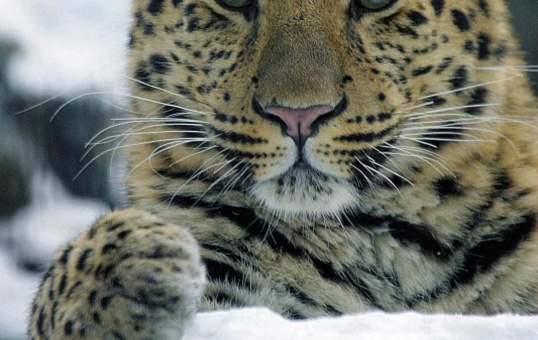 WWF: Seltenste Raubkatze der Welt stirbt aus