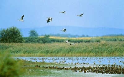 WWF: Umweltministerin warnt vor künstlicher Wasserzufuhr in den Neusiedler See