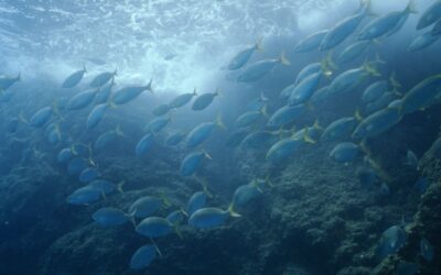 Raubbau in der Nordsee: WWF empört über Fangquoten