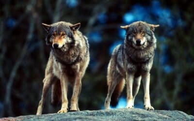Rückkehr der Wölfe: Konsequente Prävention statt markiger Sprüche