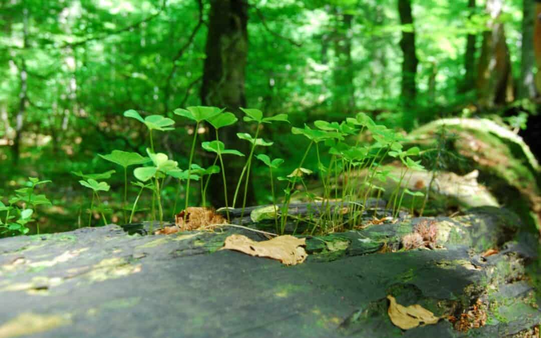 Wie „wild“ ist Österreich?