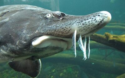 Kampf der Kaviar-Mafia: WWF will Urfische vor dem Aussterben bewahren