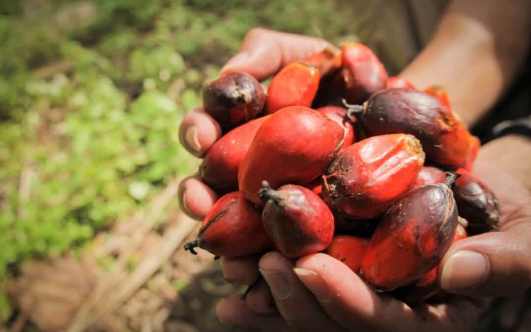 WWF empfiehlt: Genuss ohne Reue zum Weihnachtsfest