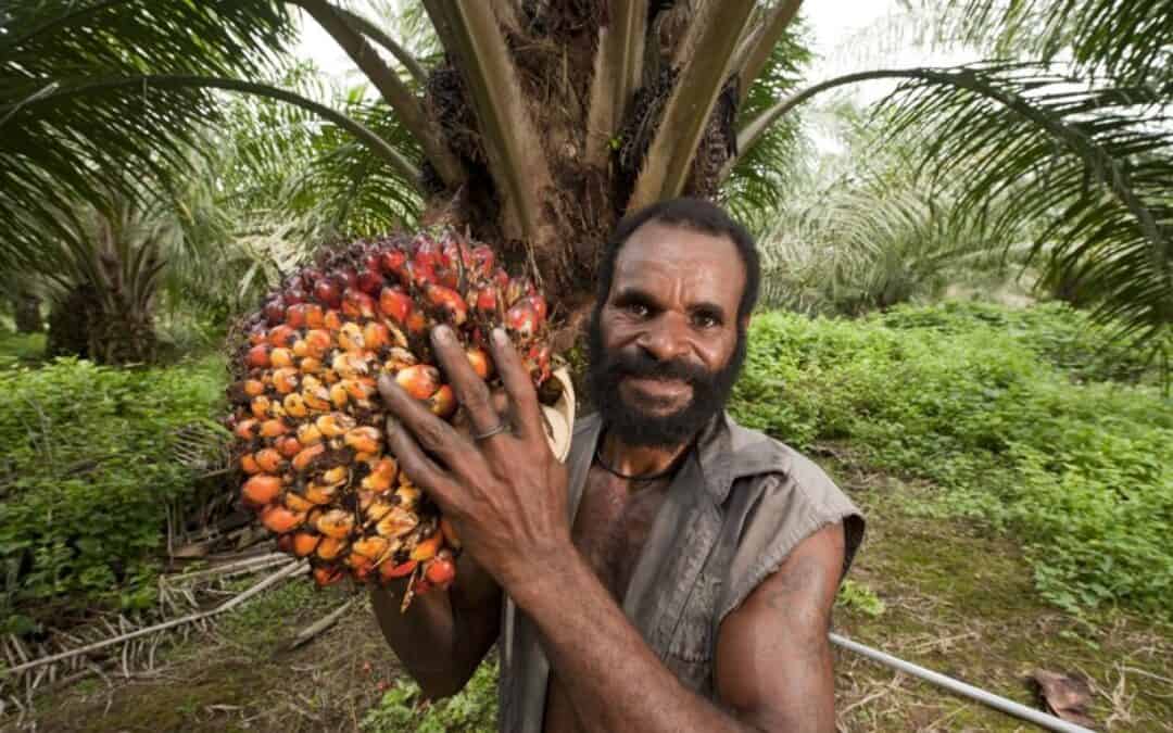 Neue WWF- Studie: Palmöl im Visier