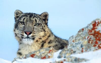 WWF: Erstmals Schneeleoparden-Zensus in der Mongolei – 953 Großkatzen gezählt