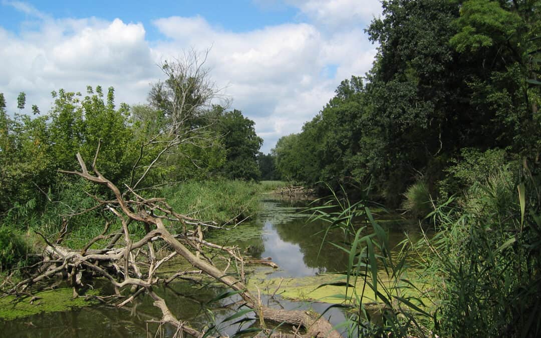 Moore, Wälder, Flüsse: So funktioniert Renaturierung